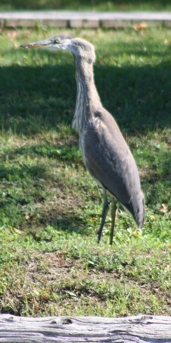 Great Blue Heron - ML624267992