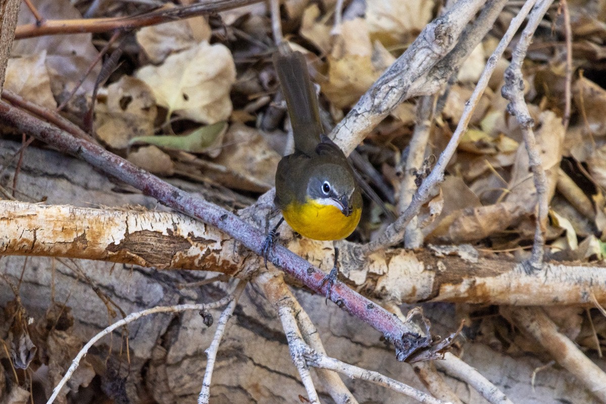 Yellow-breasted Chat - ML624267993