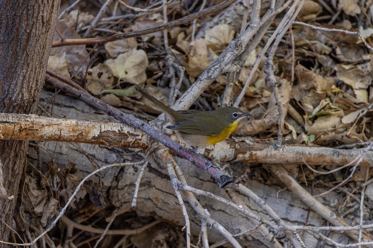 Yellow-breasted Chat - ML624267994