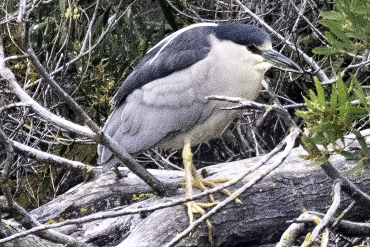 Black-crowned Night Heron (American) - Paul Barnett