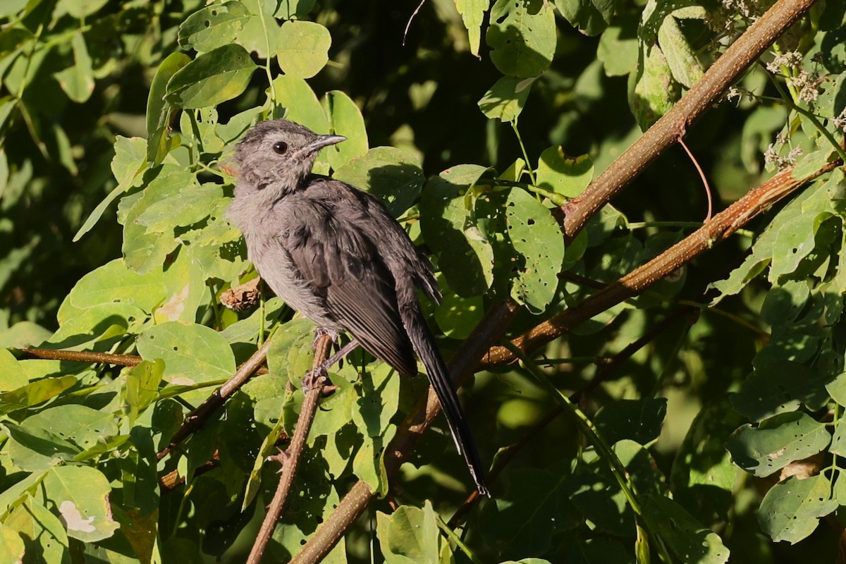 Gray Catbird - ML624267996