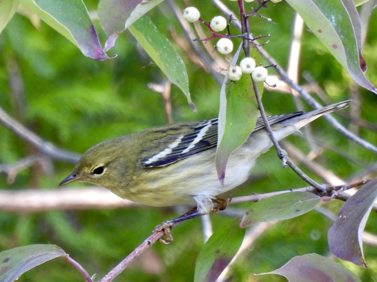 Blackpoll Warbler - ML624267997