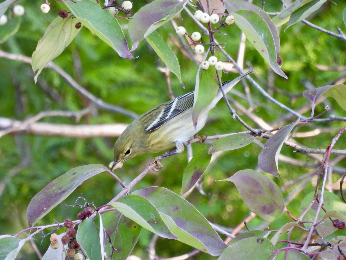 Blackpoll Warbler - ML624267998