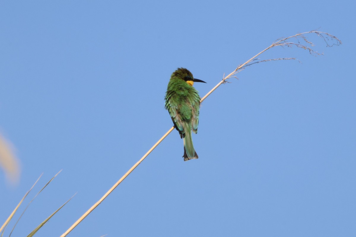 Little Bee-eater - ML624267999