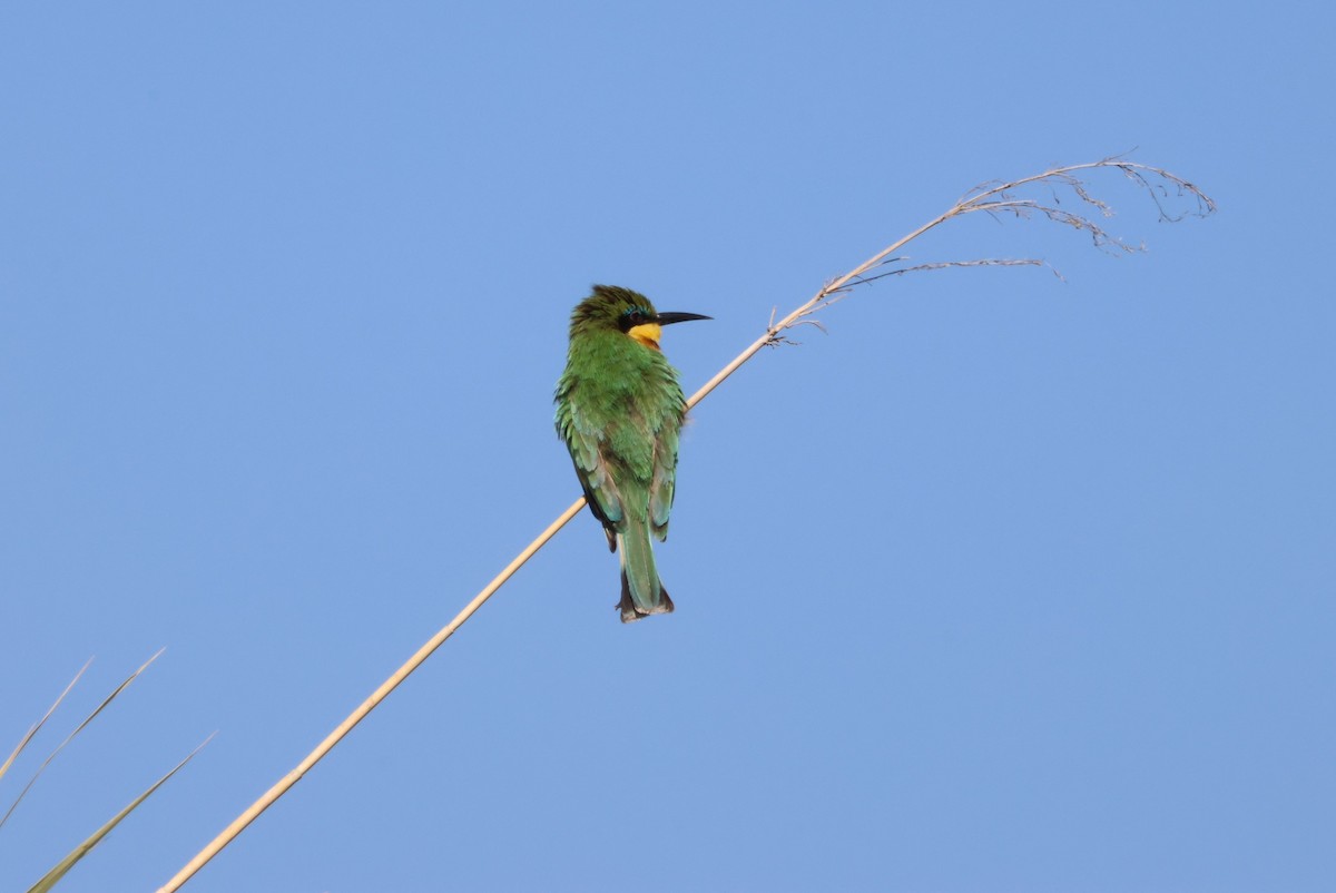 Little Bee-eater - ML624268000