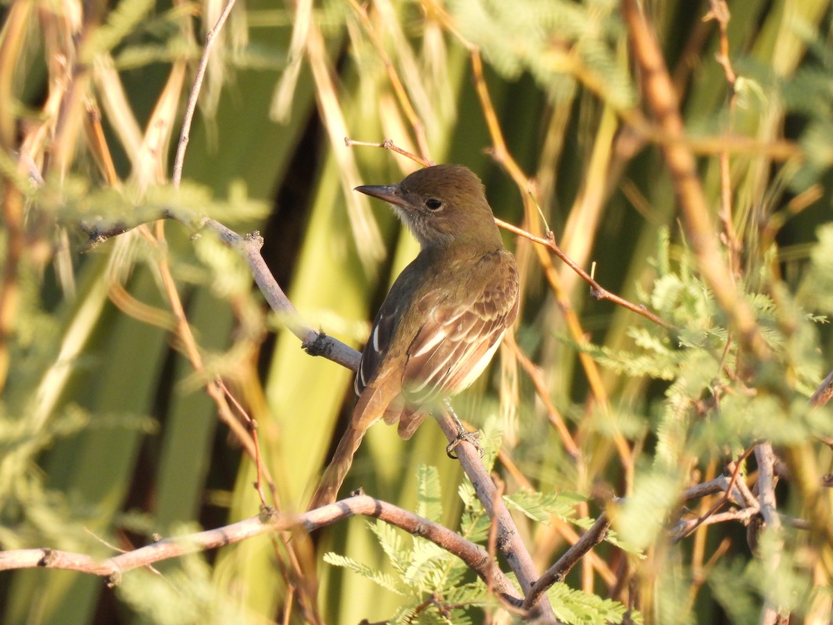 Great Crested Flycatcher - ML624268001