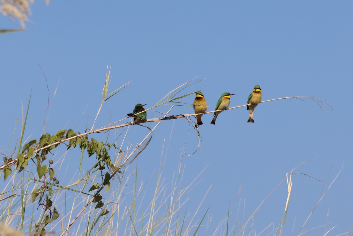 Little Bee-eater - ML624268002