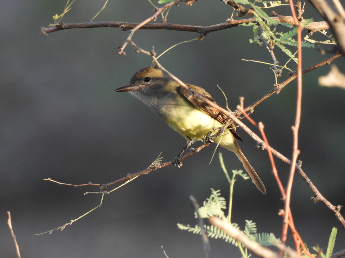 Great Crested Flycatcher - ML624268003