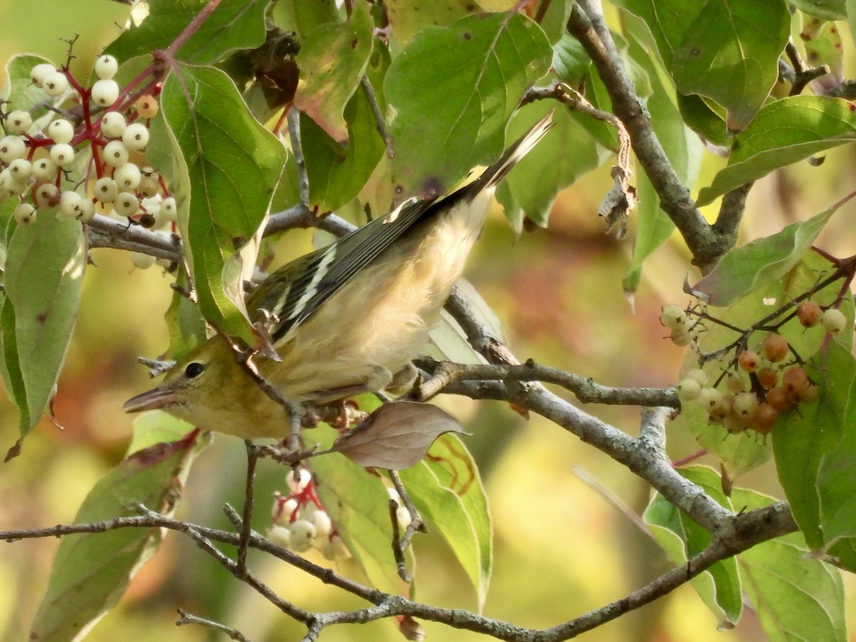 Blackpoll Warbler - ML624268004