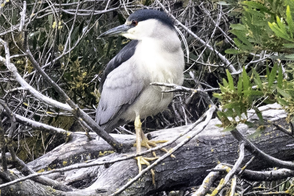 Black-crowned Night Heron (American) - ML624268005