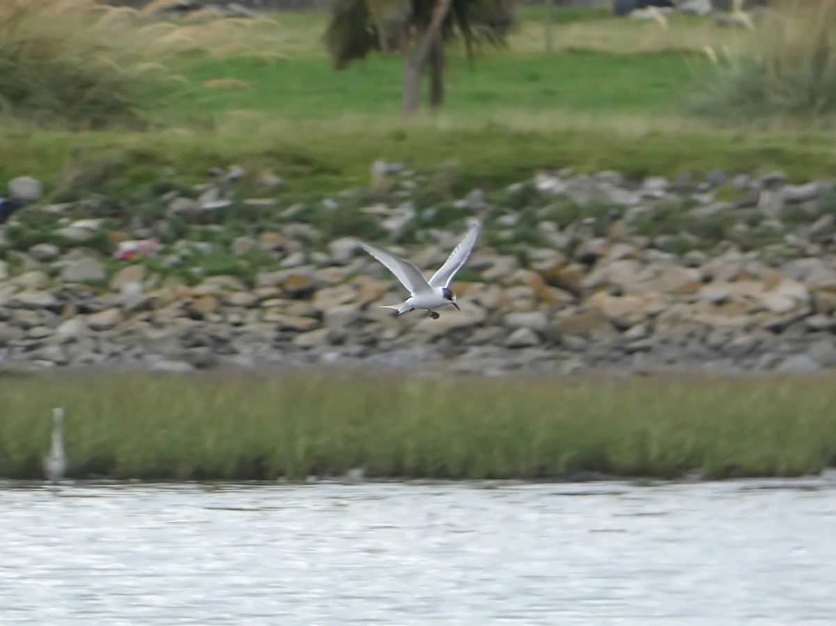 Arctic Tern - ML624268006