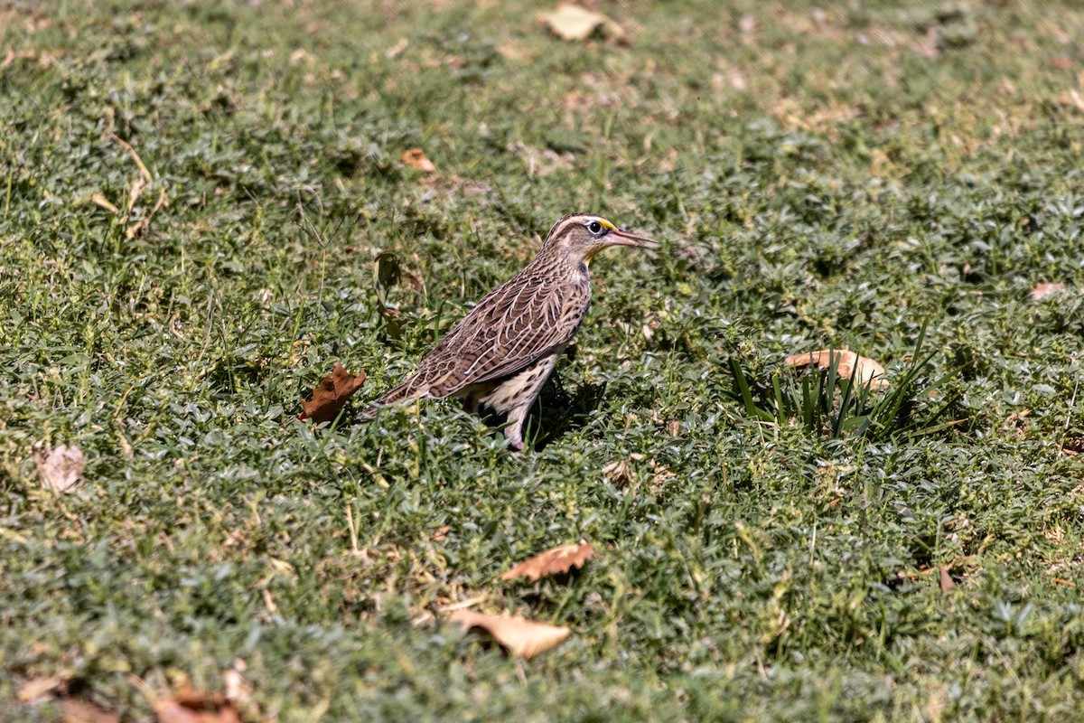 Western Meadowlark - ML624268007