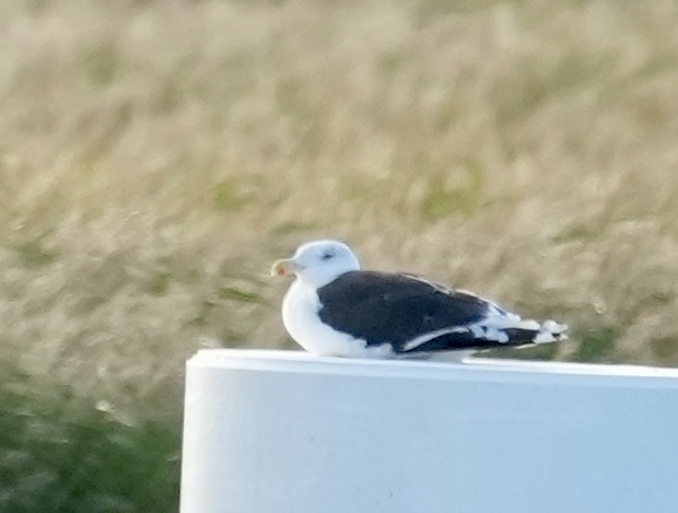 Great Black-backed Gull - ML624268009