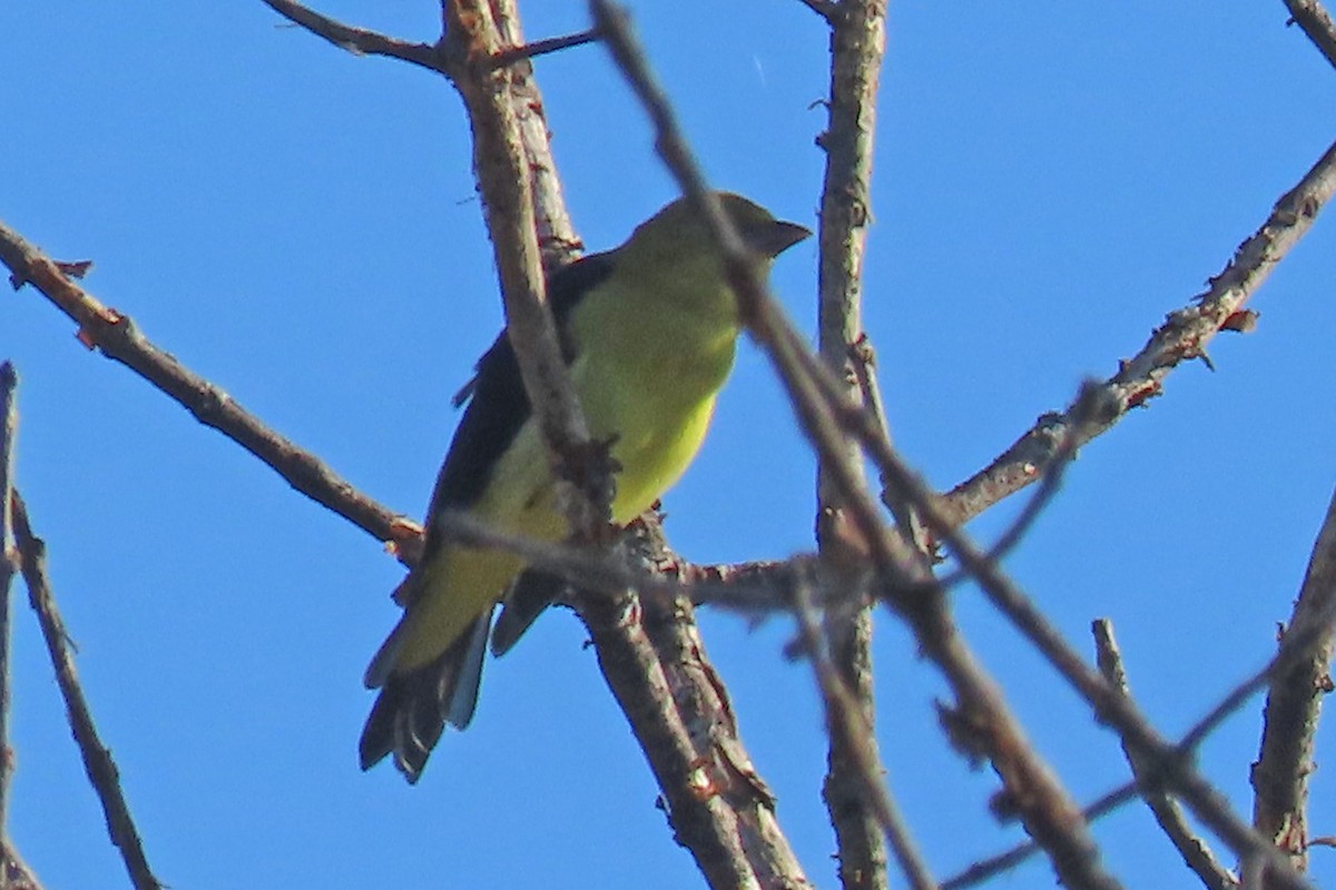 American Goldfinch - ML624268010