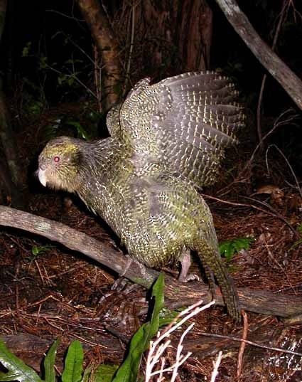 Kakapo - ML624268179