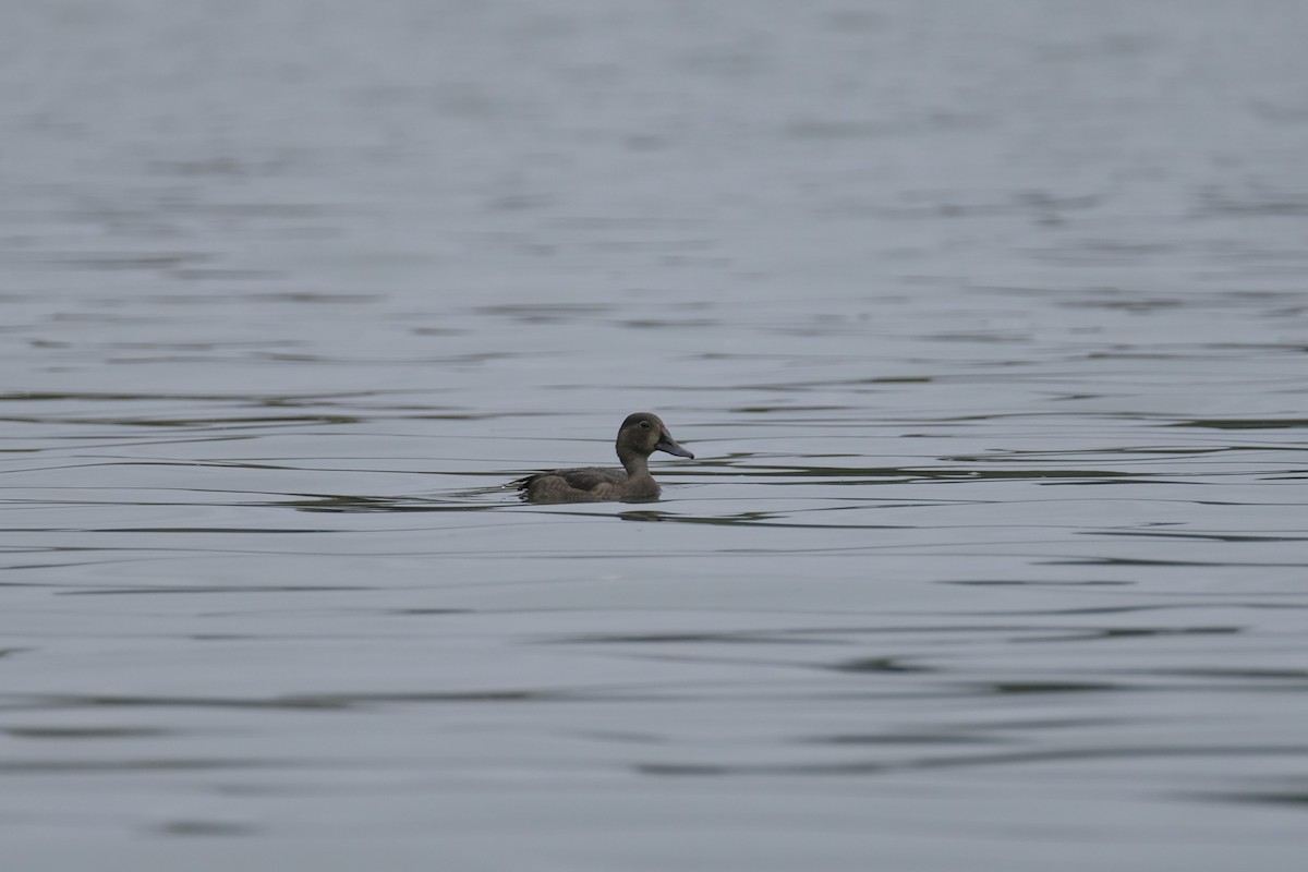 Ring-necked Duck - ML624268207