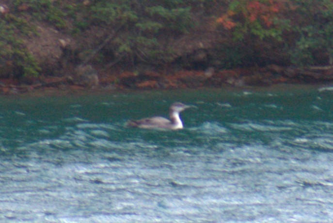 Common Loon - ML624268216