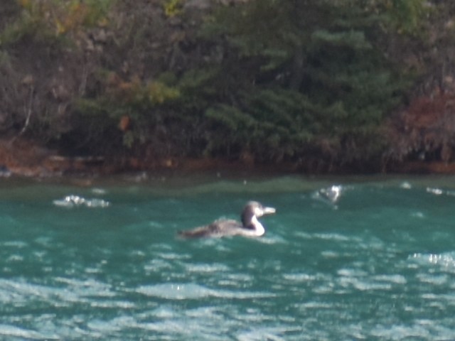 Common Loon - Bill Hubbard