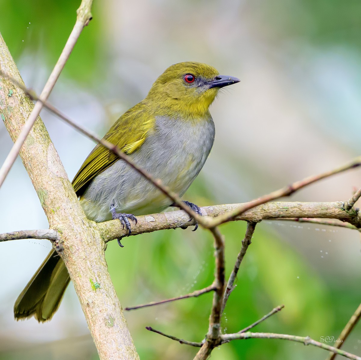 Yellow-necked Greenbul - ML624268280