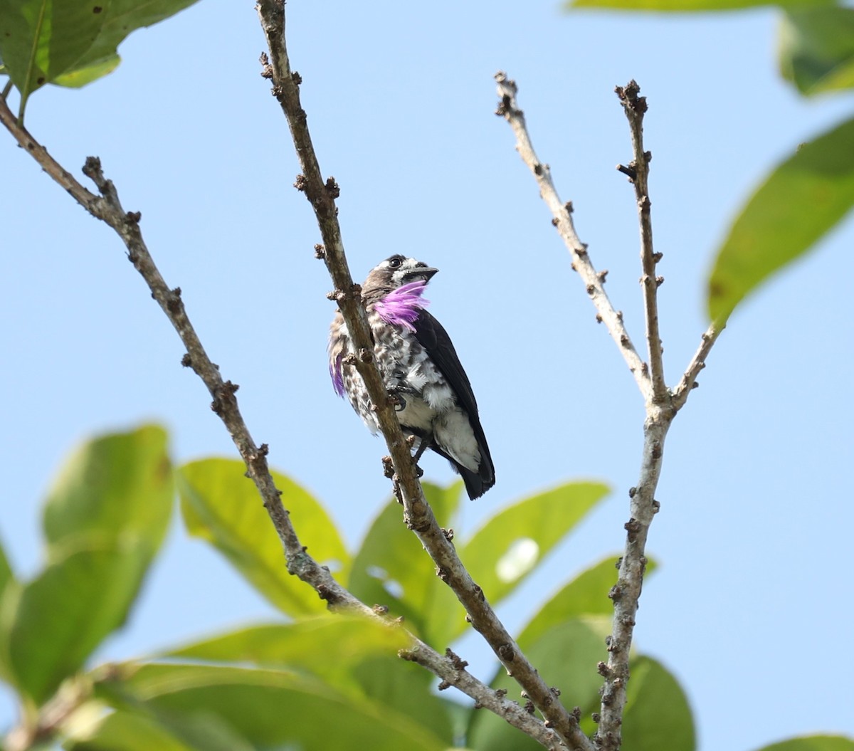 White-browed Purpletuft - ML624268611