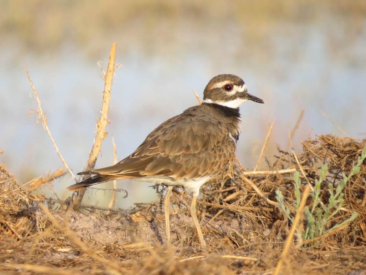 Killdeer - Sonja Mendoza