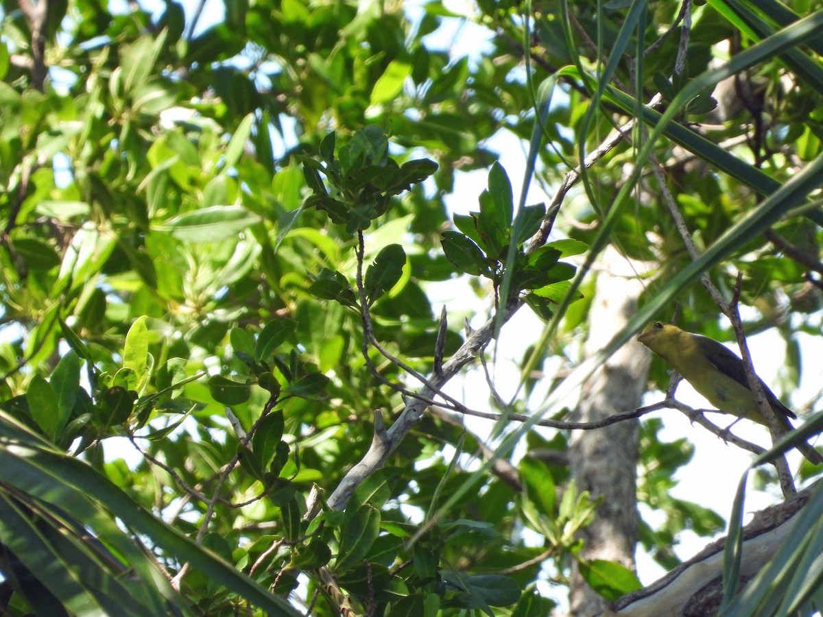 Piranga écarlate - ML624268743