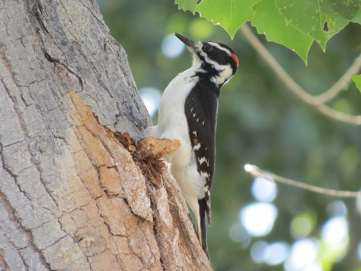 Hairy Woodpecker - ML624268764