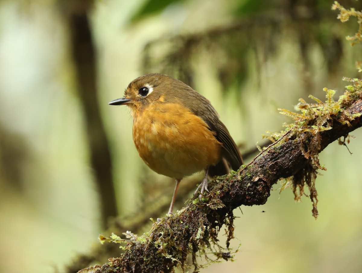 Leymebamba Antpitta - ML624268796