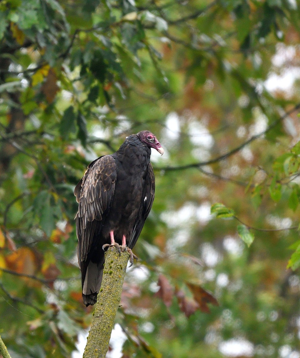 Turkey Vulture - ML624268812