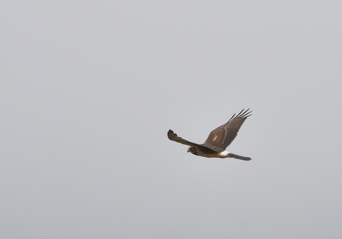 Northern Harrier - ML624268813