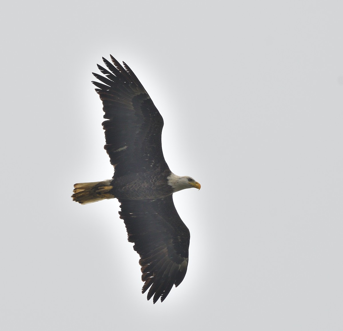 Bald Eagle - ML624268816