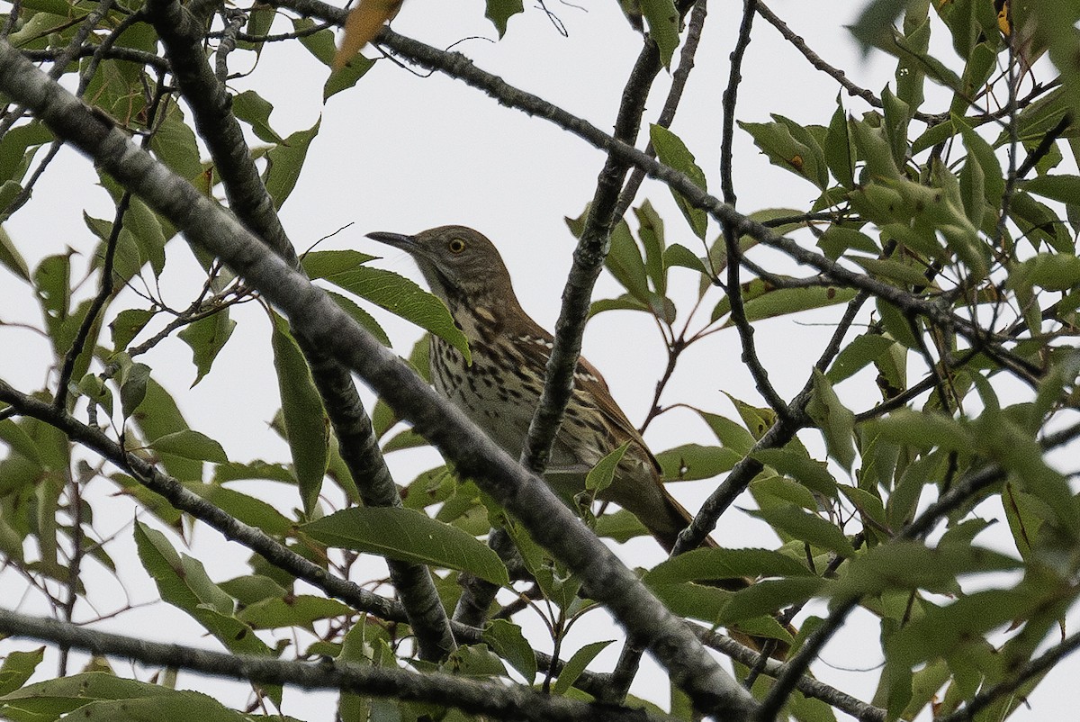 Brown Thrasher - David Eberly