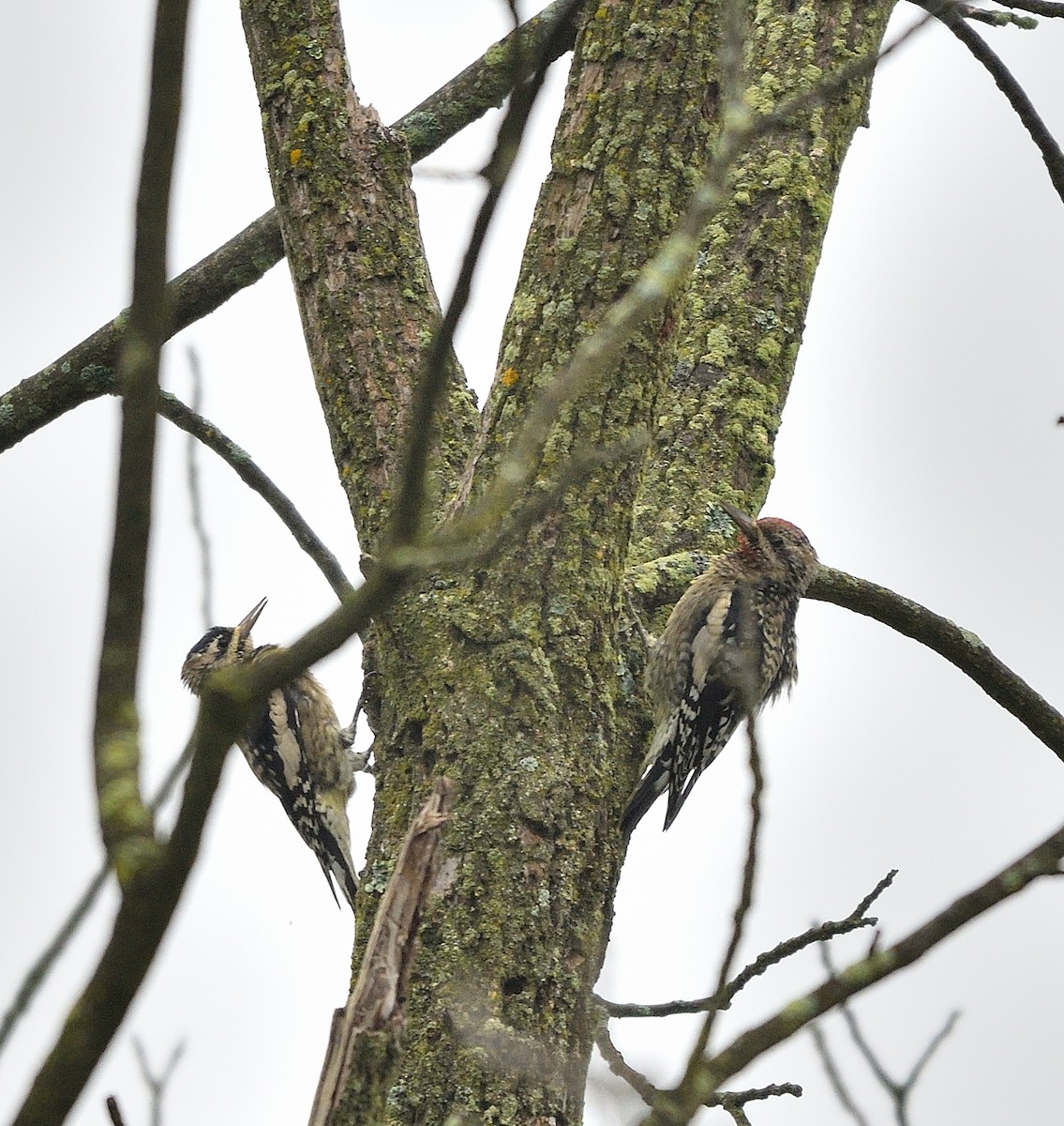 Yellow-bellied Sapsucker - ML624268818