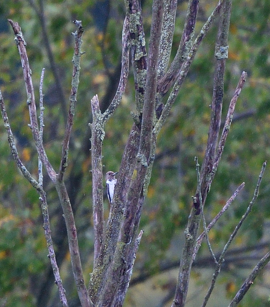 Red-headed Woodpecker - ML624268833