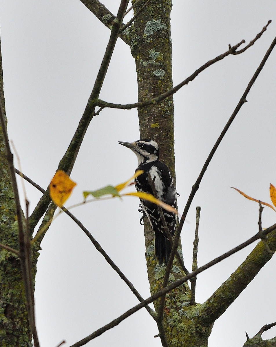 Hairy Woodpecker - ML624268840