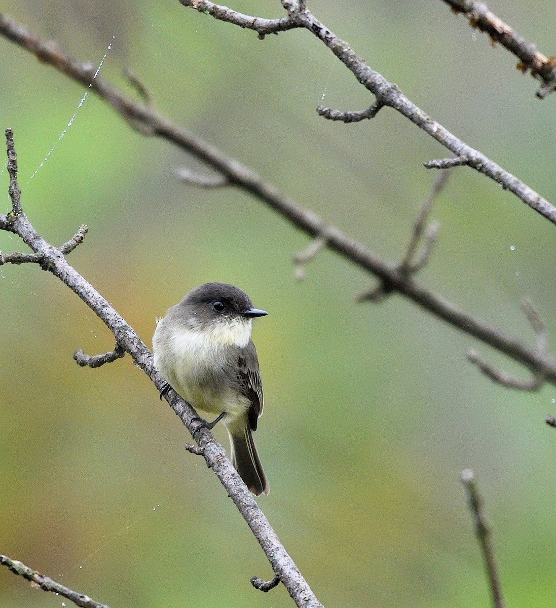 Eastern Phoebe - ML624268842