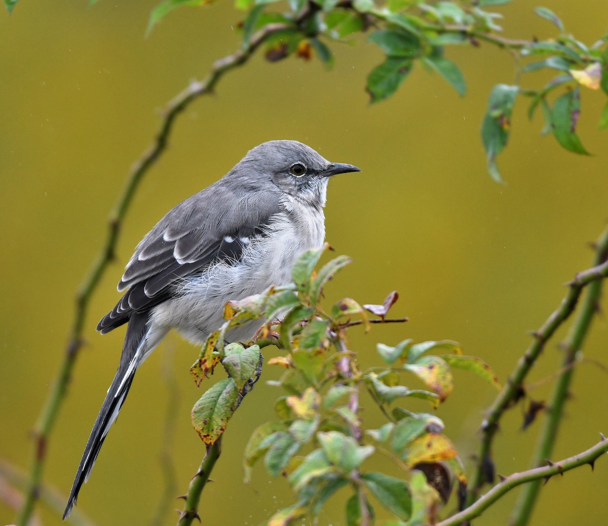 Northern Mockingbird - ML624268846