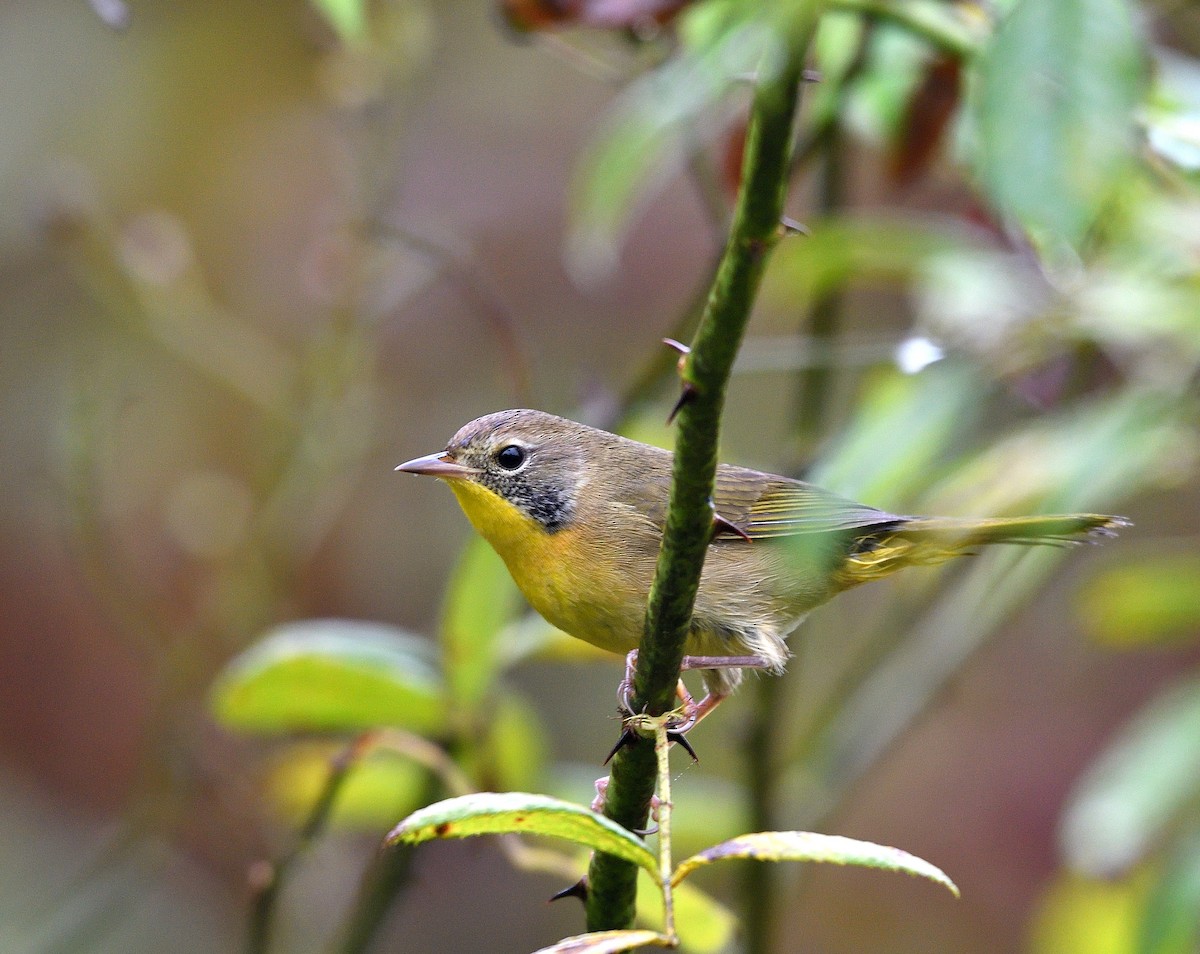 Common Yellowthroat - ML624268855