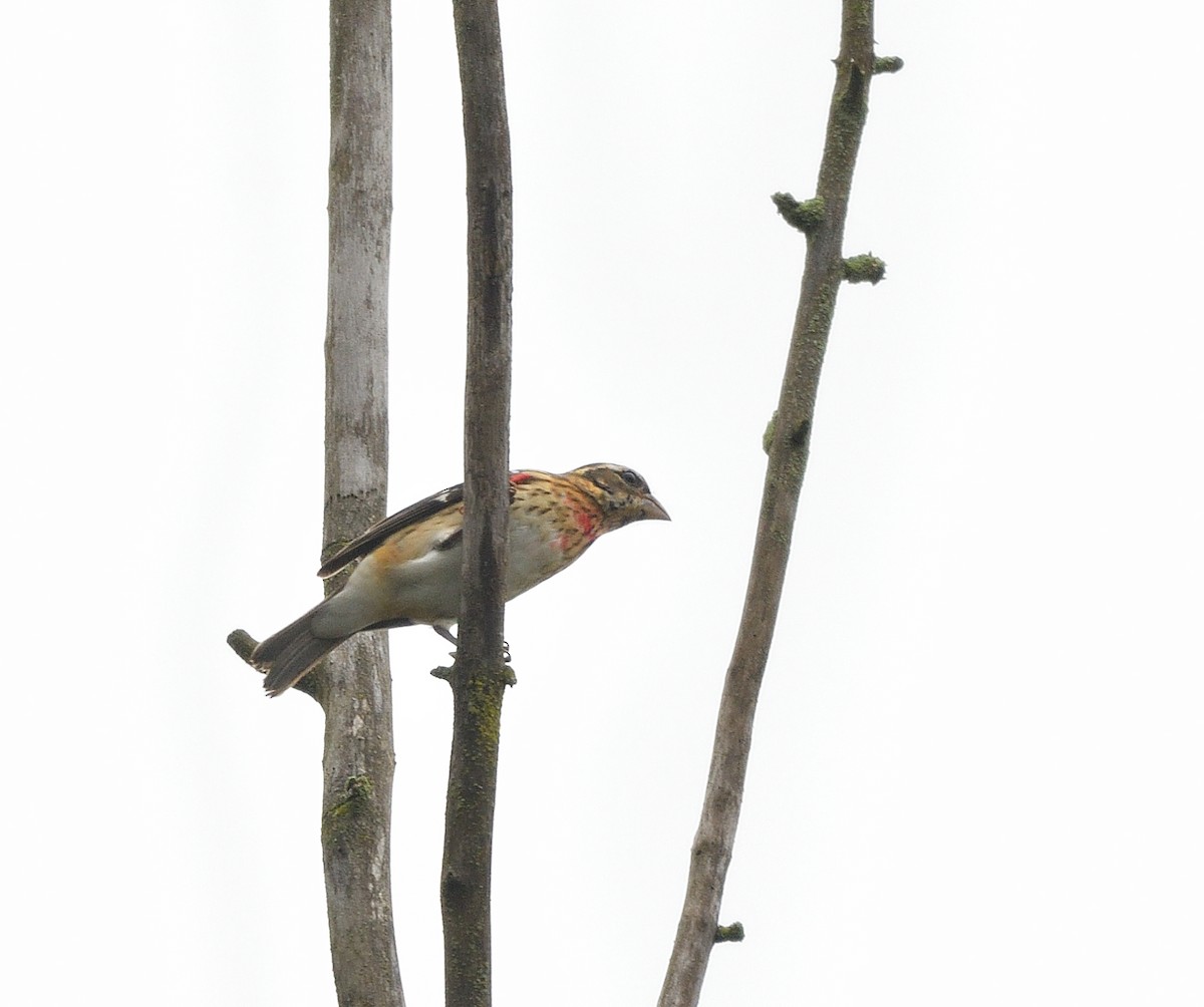 Rose-breasted Grosbeak - ML624268859