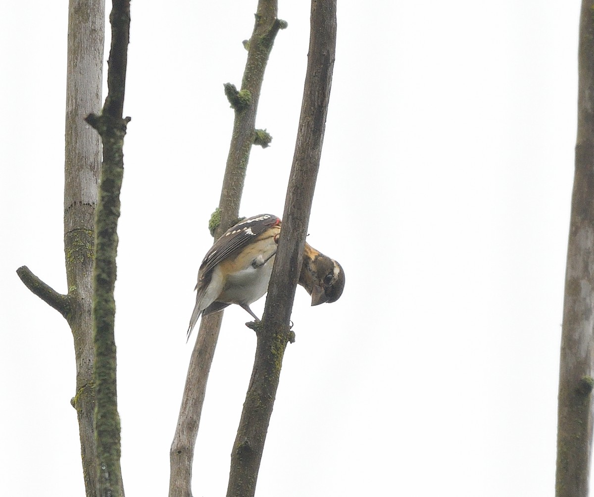 Rose-breasted Grosbeak - ML624268860