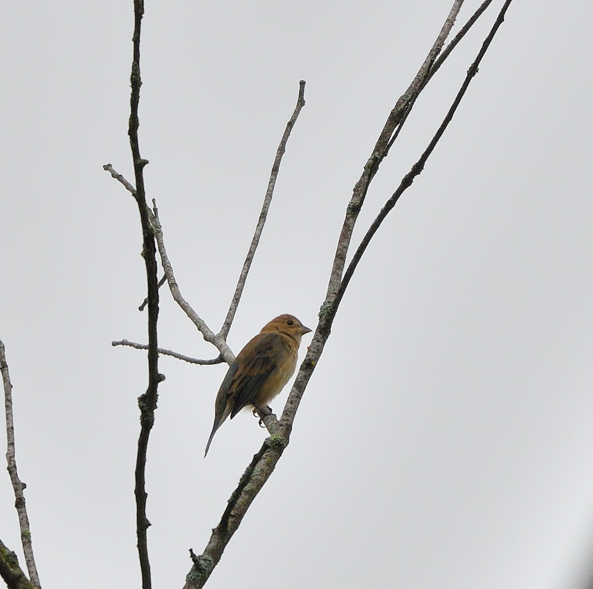 Indigo Bunting - ML624268862