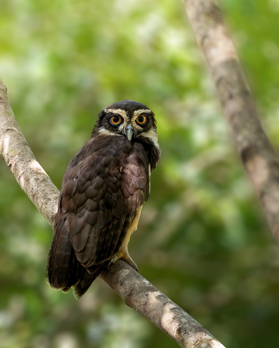 Spectacled Owl - ML624268865