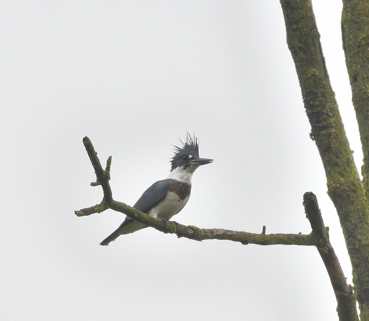 Belted Kingfisher - ML624268868