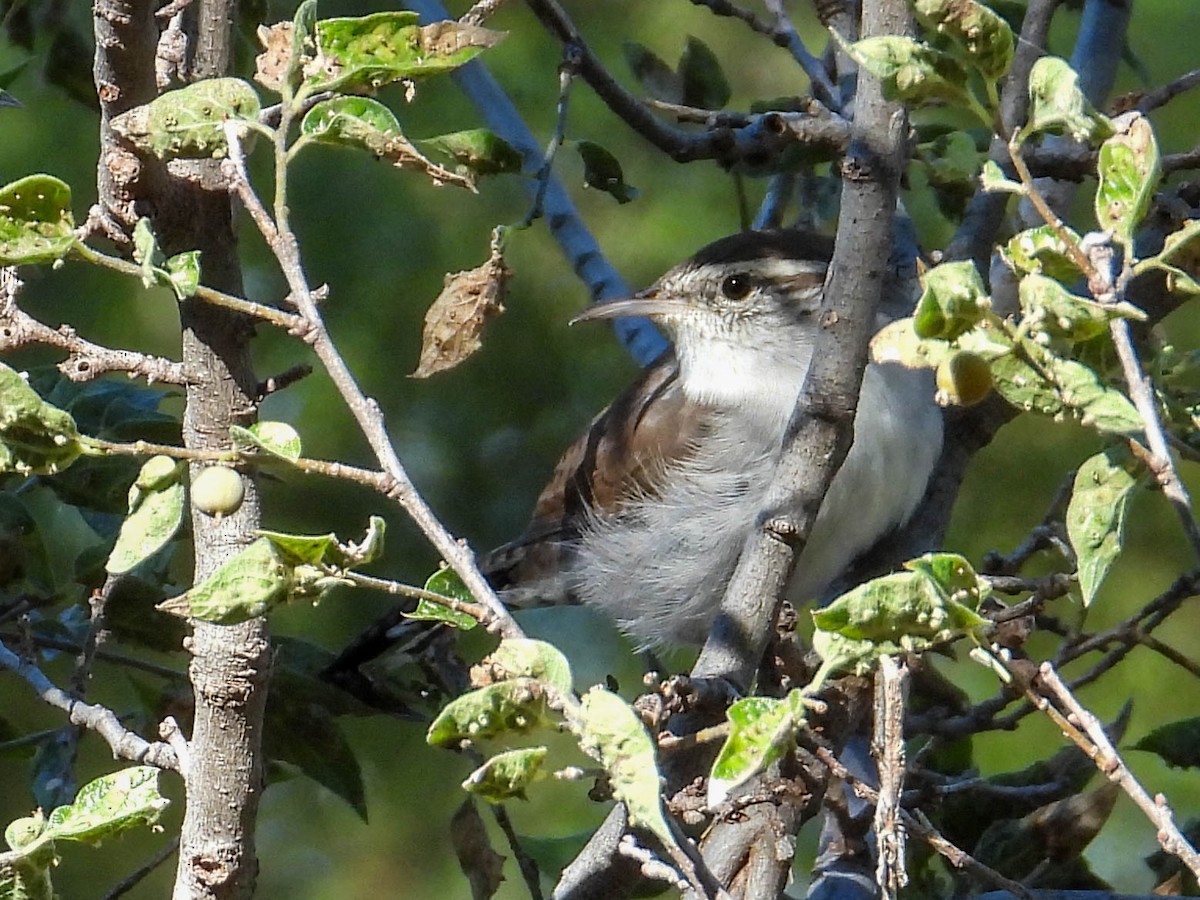 Bewick's Wren - ML624268931