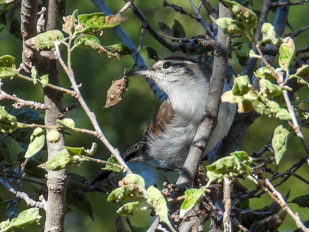 Bewick's Wren - ML624268932
