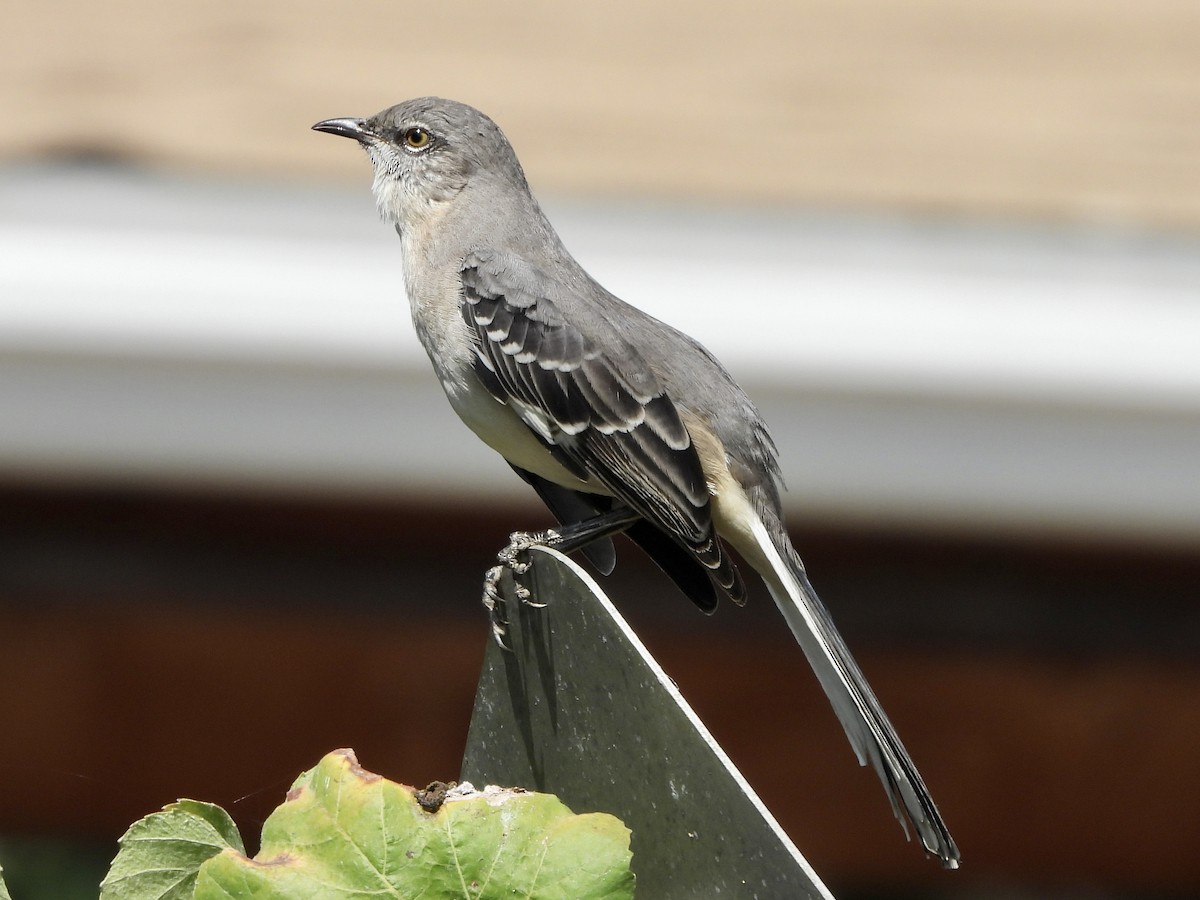 Northern Mockingbird - ML624268954