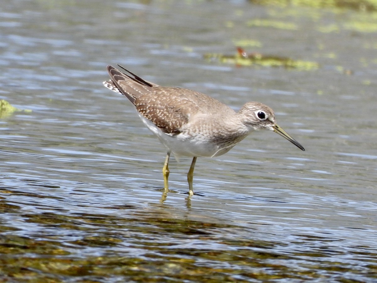 Solitary Sandpiper - ML624268964