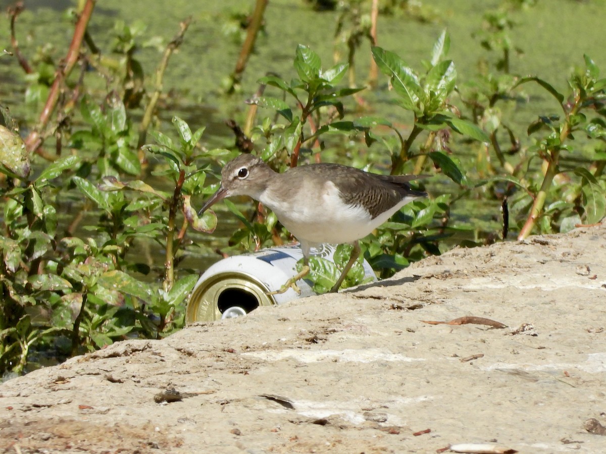 Spotted Sandpiper - ML624268974