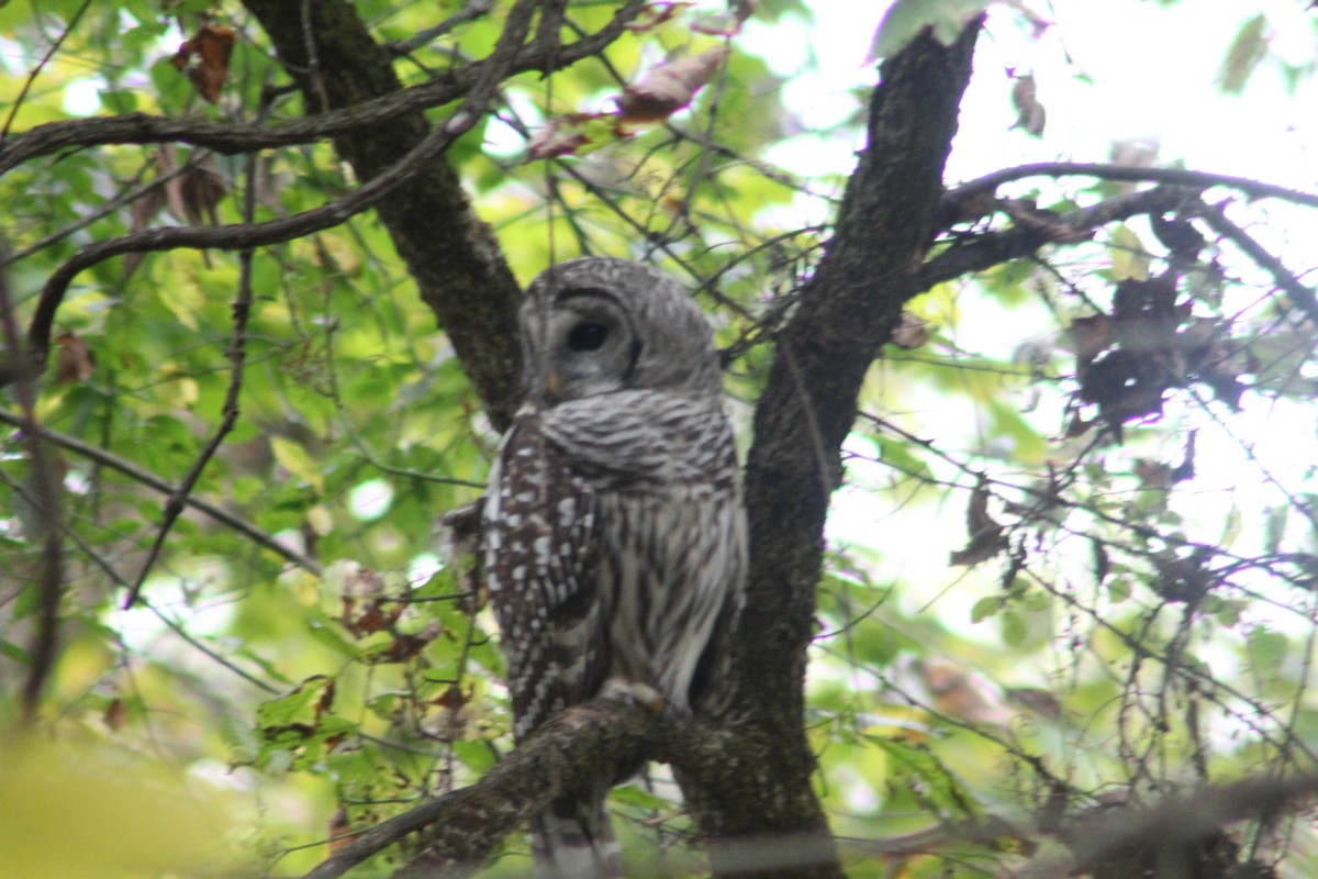 Barred Owl - ML624268985