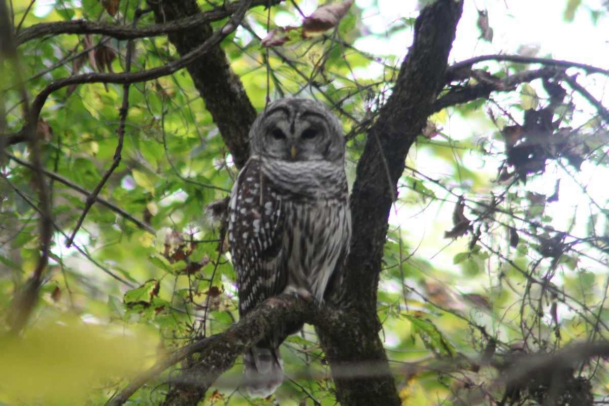 Barred Owl - ML624268987